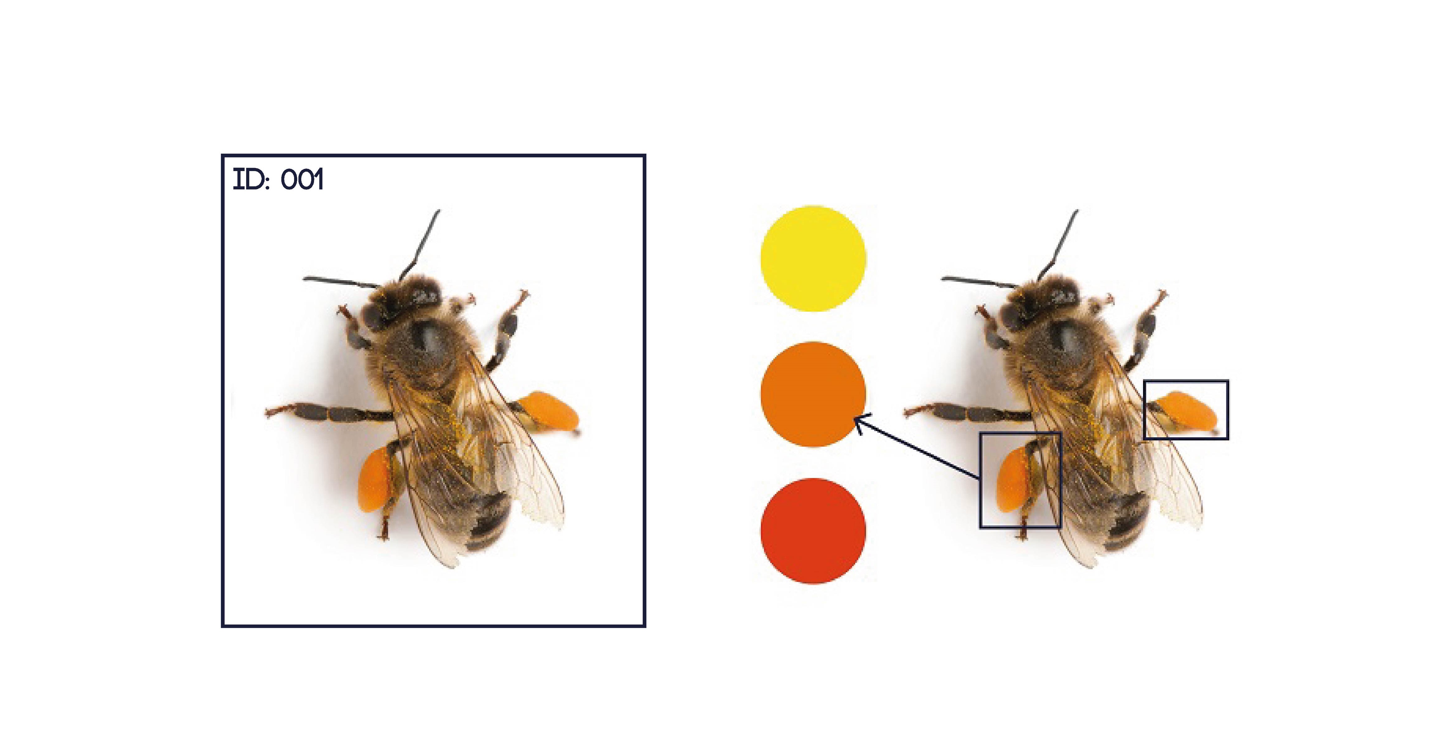 Bienen erfassen